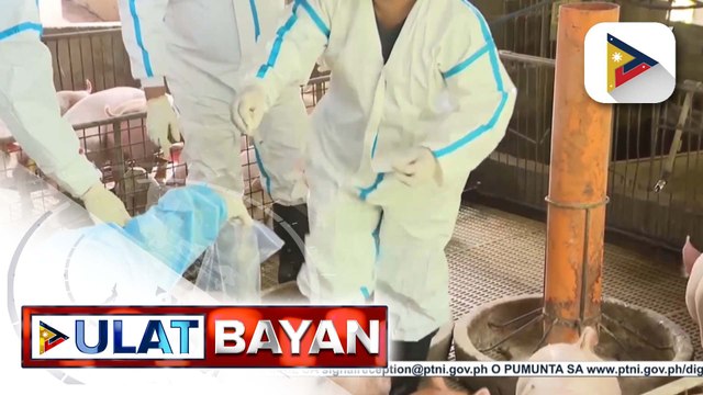 Pagsusuri sa dugo ng mga baboy na binakunahan kontra ASF, sisimulan na ng D.A.