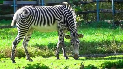  Animal Puzzle Fun for Kids!  Learn Animals Names for Children #KidsVideo #EducationalRhymes