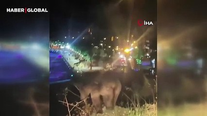 Sinop'ta poz veren ayının görüntüleri güldürdü