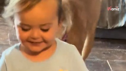 Terrifiée au refuge, cette chienne s'est transformée dans sa famille d'accueil grâce à une aide particulière (vidéo)