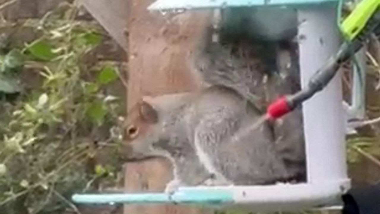 Plumber builds Alexa-controlled water gun to shoo pesky squirrels