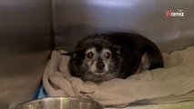Ce vieux chien est abandonné au refuge par sa famille : la vidéo de son arrivée brise le coeur des internautes (vidéo)