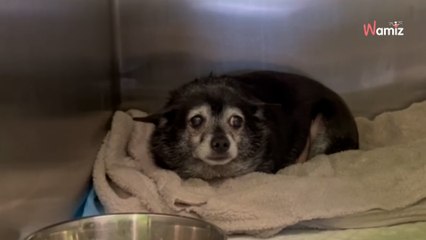 Ce vieux chien est abandonné au refuge par sa famille : la vidéo de son arrivée brise le coeur des internautes (vidéo)