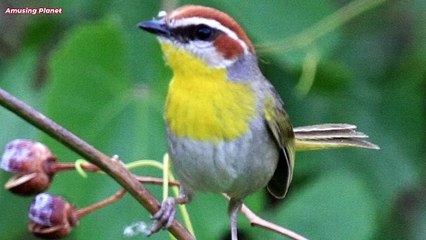 Rufous Capped Warbler Song