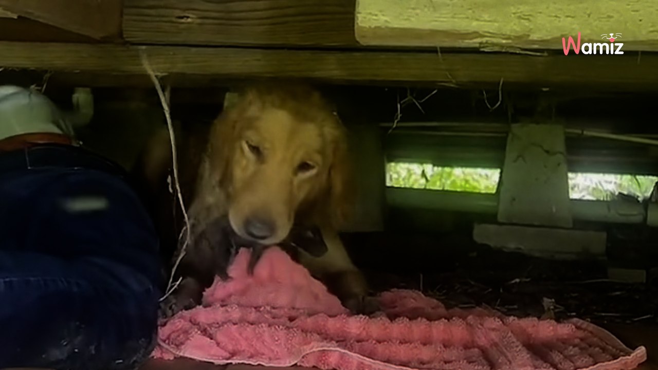 Il abandonne un paquet devant sa maison sans se retourner : elle a des frissons en découvrant la terrible vérité (vidéo)