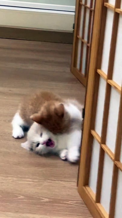 "Furry friends in action!  Watch these playful cats take over the room!"