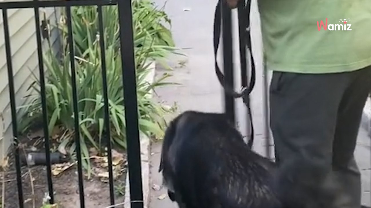 Ce chien fait le même détour tous les jours pour une raison qui fait hurler de rire 2,6M de personnes (vidéo)