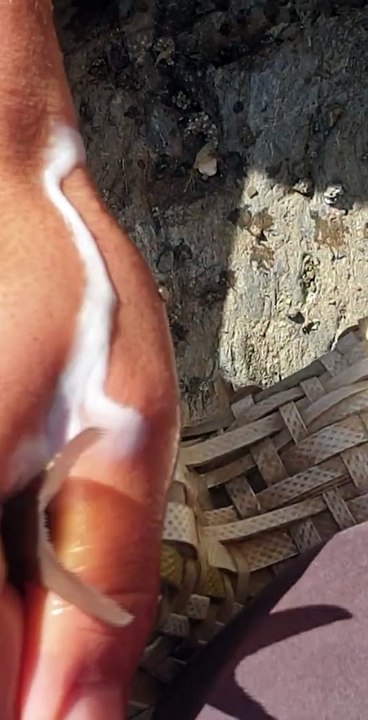 Duwali Fishing in Nepal | Himalayan trout Fishing | One of the Most Oldest Fishing Method |