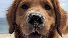 Frauchen liegt am Strand: Plötzlich bringt Golden Retriever ein wundervolles Geschenk