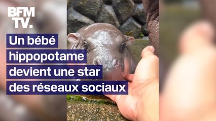 Grâce à un bébé hippopotame star des réseaux, un zoo double le nombre de visiteurs en Thaïlande