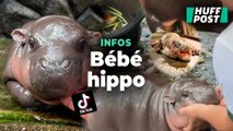 Ce bébé hippopotame nain est devenu une star en Thaïlande, au détriment de sa santé