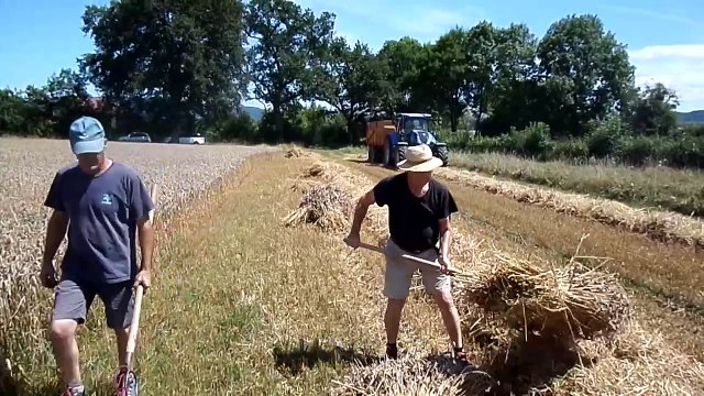 2024 - les bénévoles ont moissonné à l'ancienne pour le battage du mois août