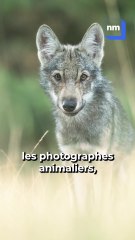 "C'était magique" : un photographe niçois raconte sa rencontre avec des louveteaux dans le Mercantour