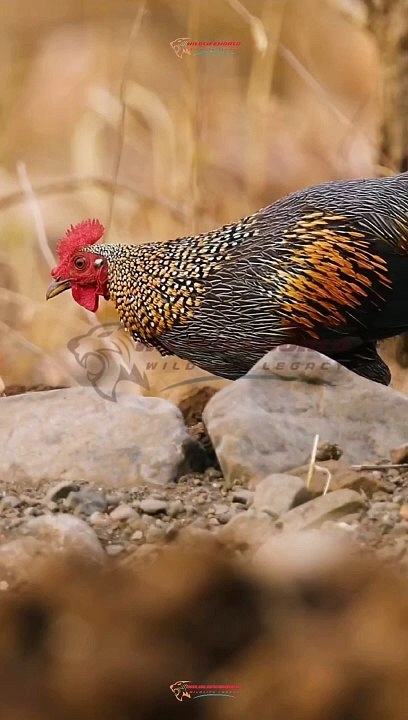 Wildlife Beautiful Moments #21