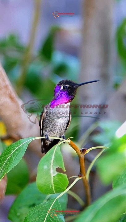 Wildlife Beautiful Moments #24