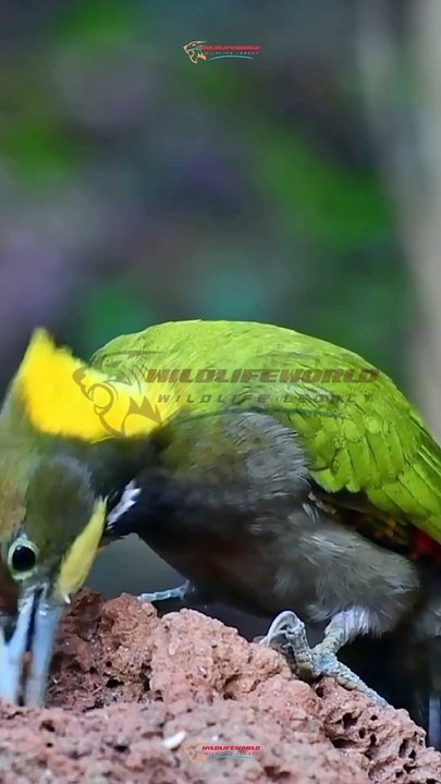 Wildlife Beautiful Moments #29