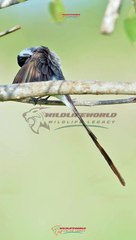 Wildlife Beautiful Moments #28