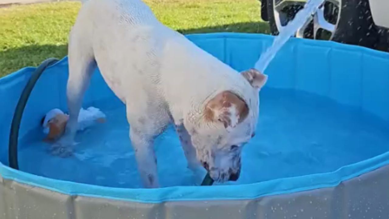 Dog's funny handling of running hose makes owner laugh