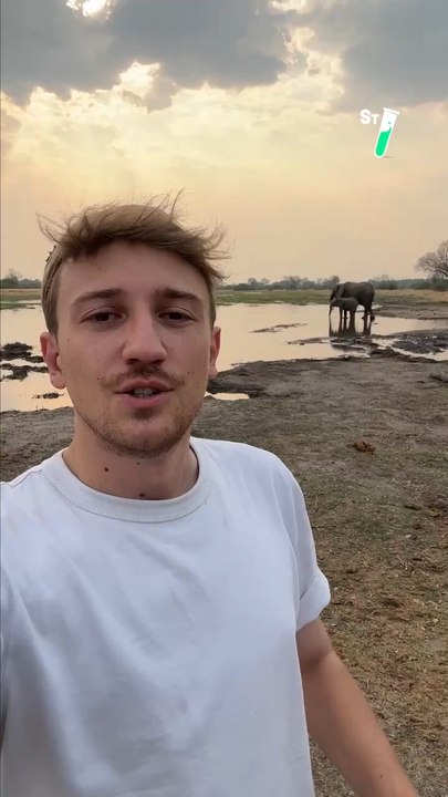 Les plus beaux éléphants d’Afrique australe vivent dans le delta d’Okavango et @mathieucourdesses est parti à leur rencontre ! 