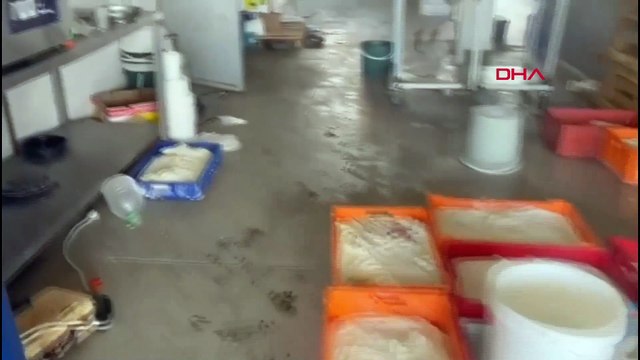 3 bin kilogram bozuk peyniri halka sunacaklardı! 8 ton sağlıksız ürün ele geçirildi