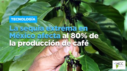 La sequía extrema en México afecta al 80% de la producción de café