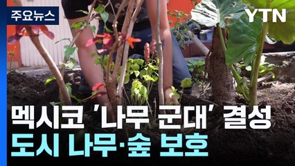 "도시의 나무는 우리가 지킨다"...멕시코의 '나무 군대' / YTN