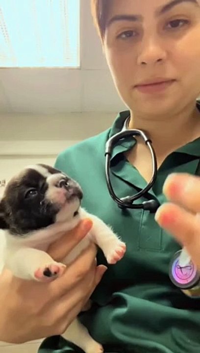 İlaçtan pek haz etmeyen köpeğin ilaç içirildikten sonraki sevimli hareketleri 