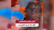 "كان يشعر بالعطش".. إنقاذ قرد صغير