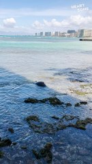 Mama Seal Reunites with Adventurous Pup