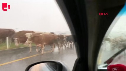 Kars'ta sürüye yıldırımda düştü... 10 büyükbaş öldü