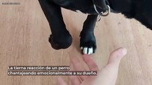 La tierna imagen de un perro tratando de chantajear a su dueño