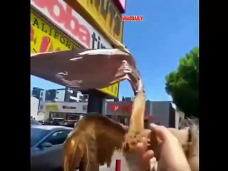 MAISDAILY MEME COMPILATION V04