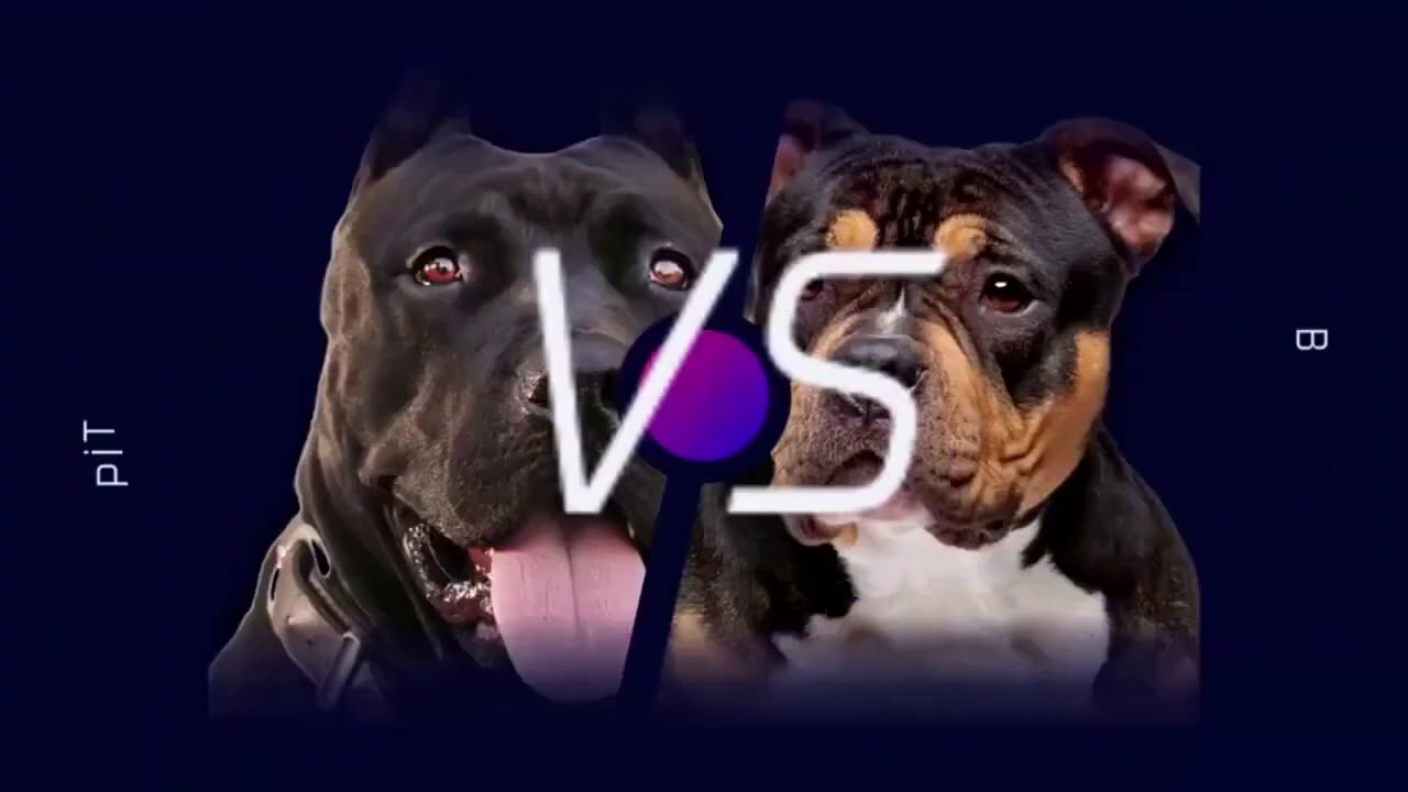 What Makes American Bullies Unique from Pitbulls