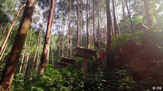 Uganda: How bees and trees can help prevent landslides