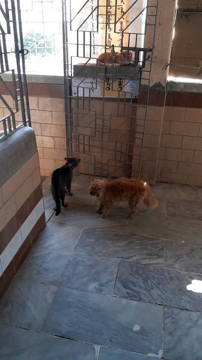 3 cats