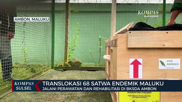 Translokasi 68 Satwa Endemik Maluku dari balai konservasi sumber daya alam Sulawesi Utara