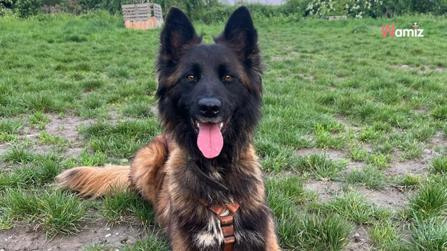 Offert à une personne âgée qui ne pouvait pas répondre à ses besoins, ce chien recherche une famille dynamique