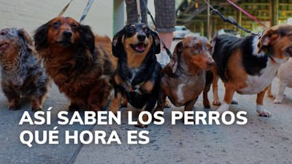 Así saben los perros qué hora es