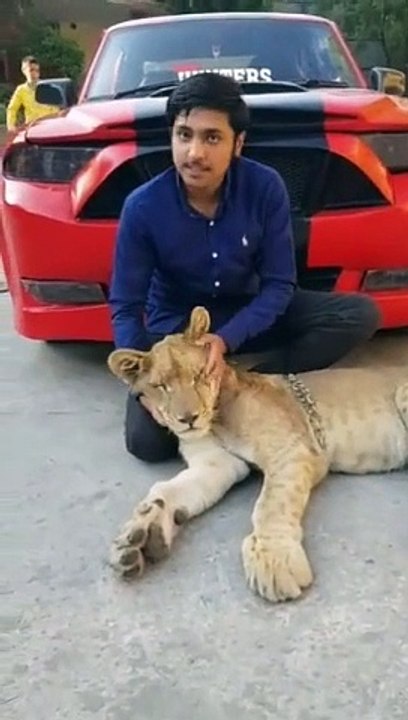 lion