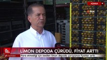 Adana'da para etmediği için kesilen limon depoda çürüyünce fiyatlar arttı