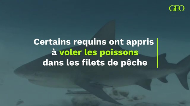 Certains requins ont appris à voler les poissons dans les filets de pêche