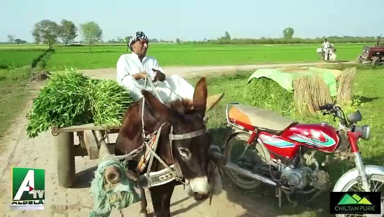 Village connection Goga Pasroori and Saleem Albela Comedy act in village