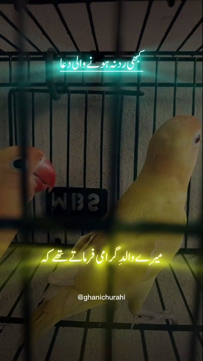 Birds  1.7.2024