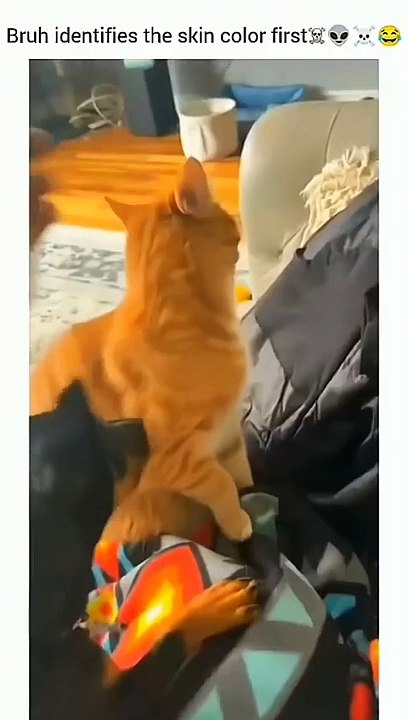 Funny Dogs And Cats Videos 2024  - Best Funniest Animal Videos Of The week #6