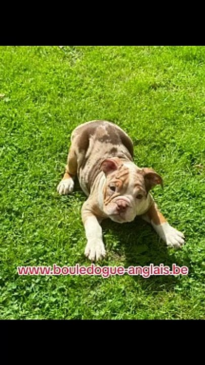 Chiots bouledogue anglais