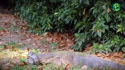 19 Most Brutal Fighting Moments Between Savage Predators