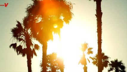 Are Trees Contributing to Air Pollution in Los Angeles? 🌳 New Study Reveals Surprising Findings