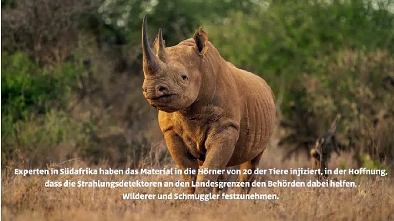 Radioaktive Nashörner könnten Wilderei verhindern