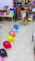 I heard that the owner of the balloon shop downstairs has bought a villa and has a cute pet_ Corgi(360P)
