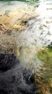 History of dinosaur #science #sciencefacts #facts #ytshorts #shorts @fact47. @facts @DEVKeFacts #viralshorts #factsinhindi #facts #actonfact #ytshorts #amazingfacts #shortsfeed #shortvideo #australia #youtubeshorts #birds #westafrica #guinea